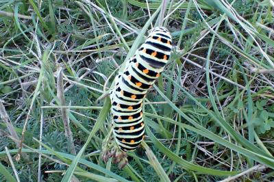 <i>Papilio machaon</i>