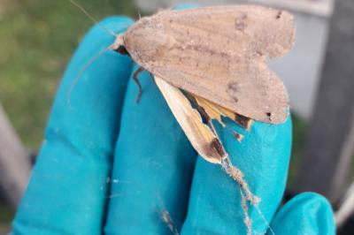 <i>Noctua pronuba</i>