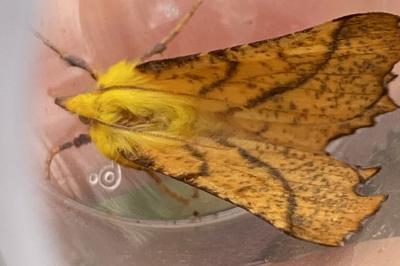 <i>Ennomos alniaria</i>