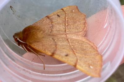 <i>Colotois pennaria</i>