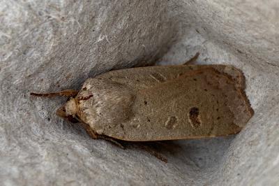 <i>Noctua comes</i>