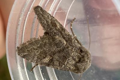 <i>Aporophyla lueneburgensis</i>