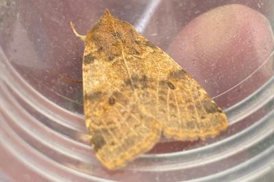 <i>Cirrhia gilvago</i>