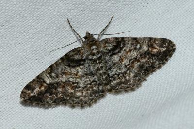 <i>Cleora cinctaria</i>
