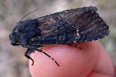 <i>Aporophyla nigra</i>