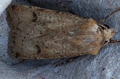 <i>Agrotis trux</i>