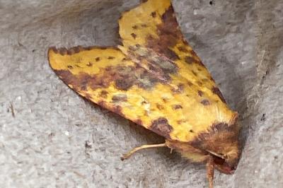 <i>Xanthia togata</i>