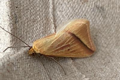 <i>Rhodometra sacraria</i>