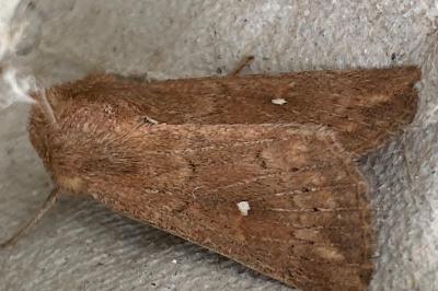 <i>Mythimna albipuncta</i>