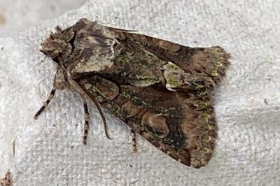 <i>Allophyes oxyacanthae</i>