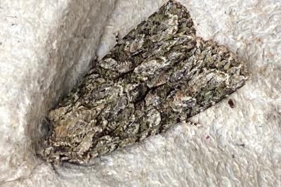 <i>Dryobotodes eremita</i>