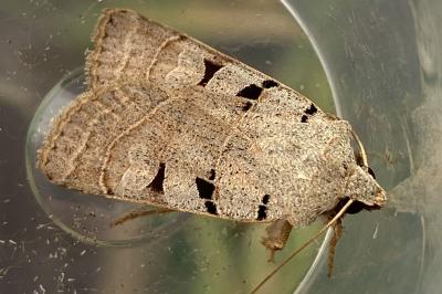 <i>Eugnorisma glareosa</i>