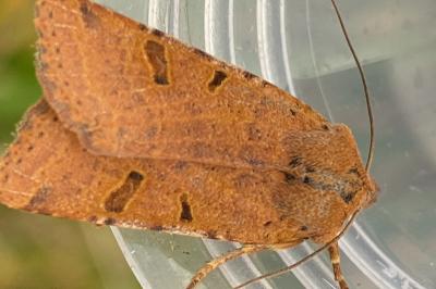 <i>Agrochola lychnidis</i>
