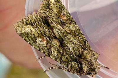 <i>Dryobotodes eremita</i>