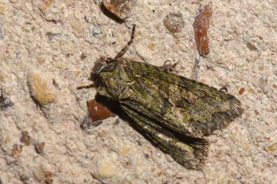 <i>Dryobotodes eremita</i>