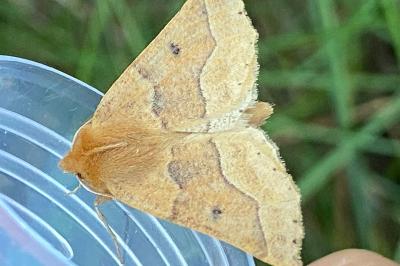 <i>Crocallis tusciaria</i>