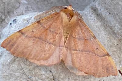 <i>Colotois pennaria</i>
