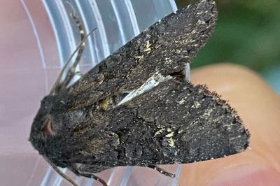 <i>Aporophyla nigra</i>