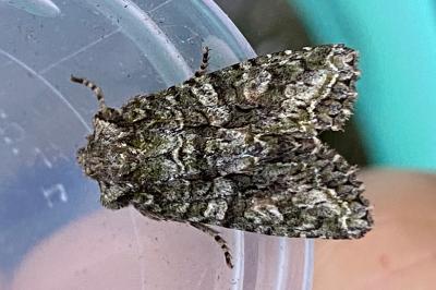 <i>Dryobotodes eremita</i>