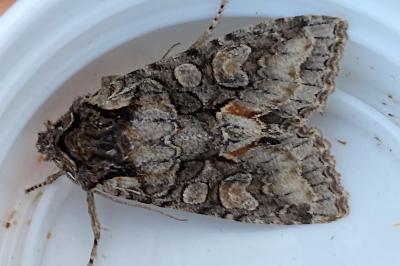 <i>Dichonia convergens</i>