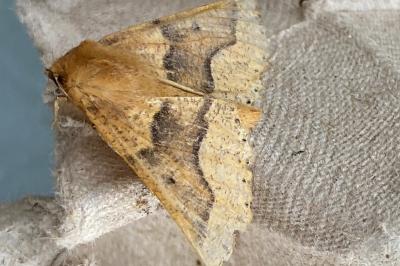 <i>Crocallis tusciaria</i>