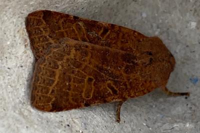 <i>Agrochola lychnidis</i>