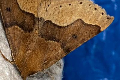 <i>Crocallis tusciaria</i>