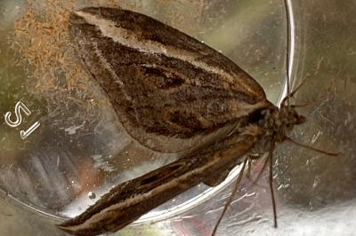 <i>Chesias legatella</i>