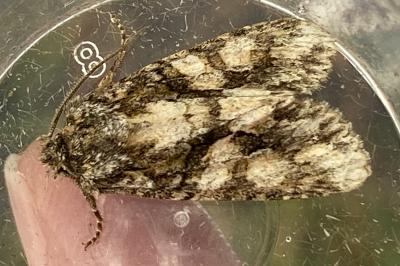 <i>Dryobotodes eremita</i>