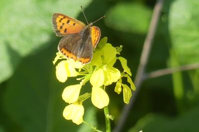 <i>Lycaena phlaeas</i>