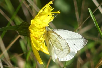<i>Pieris napi</i>
