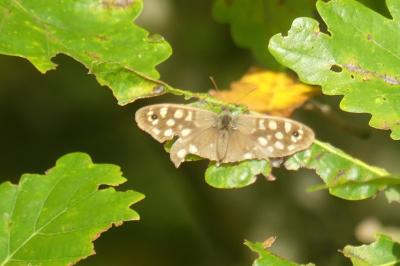 <i>Pararge aegeria</i>