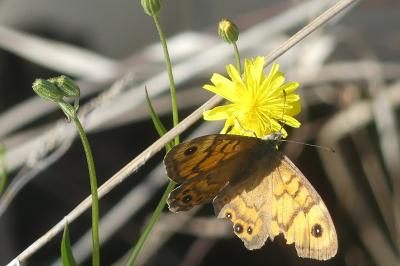 <i>Lasiommata megera</i>