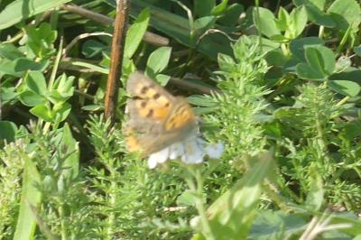 <i>Lycaena phlaeas</i>
