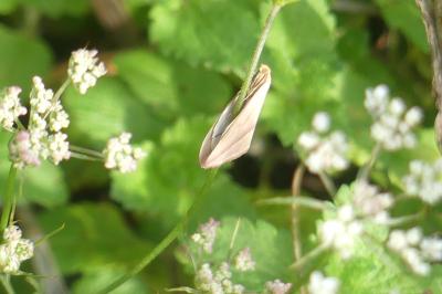 <i>Rhodometra sacraria</i>