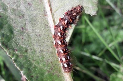 <i>Acronicta rumicis</i>