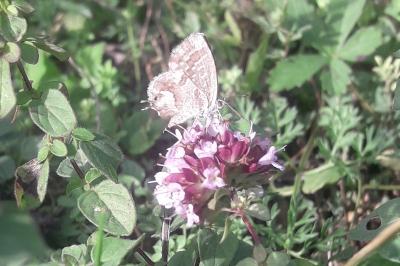 <i>Cacyreus marshalli</i>