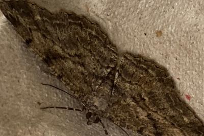 <i>Peribatodes rhomboidaria</i>