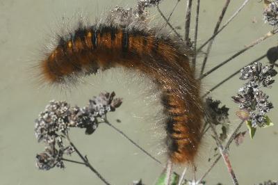 <i>Macrothylacia rubi</i>