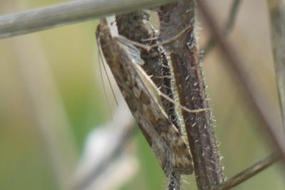 <i>Nomophila noctuella</i>
