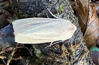 <i>Rhizedra lutosa</i>