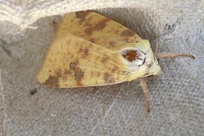 <i>Cirrhia icteritia</i>