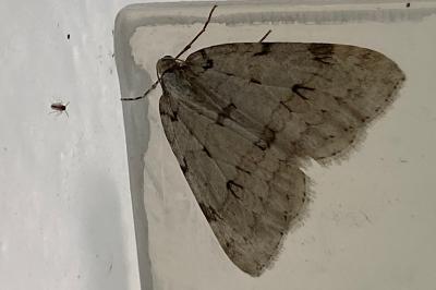 <i>Epirrita autumnata</i>