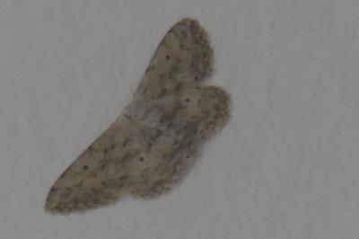 <i>Idaea seriata</i>