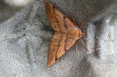 <i>Colotois pennaria</i>