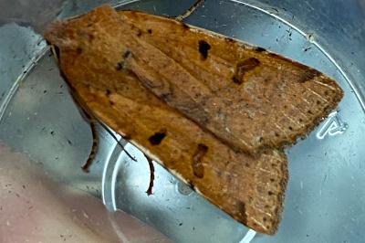 <i>Agrochola lychnidis</i>