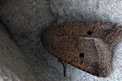 <i>Leptologia lota</i>