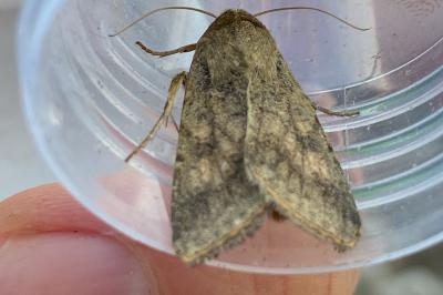 <i>Helicoverpa armigera</i>