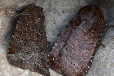 <i>Conistra ligula</i>