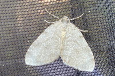 <i>Epirrita</i>